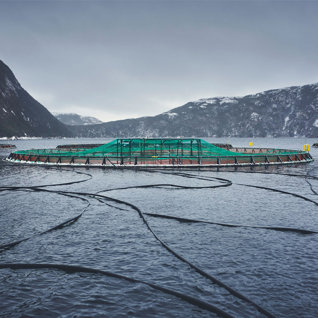 Ruedas de soporte de red para pájaros para jaula de peces para piscicultura de salmón