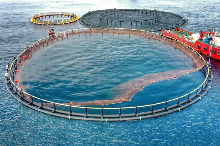 jaulas de acuicultura