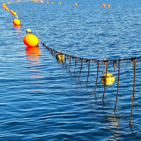 Cultivo de algas marinas