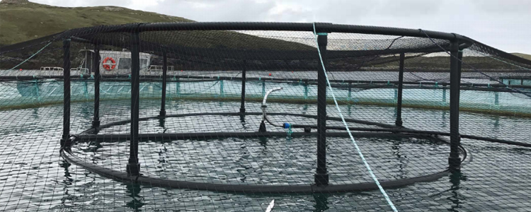 soportes flotantes para redes de p&aacute;jaros