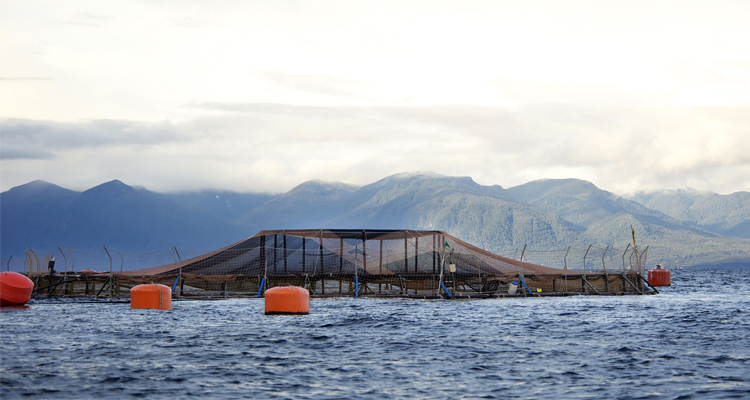 jaula para acuicultura, soporte para red para p&aacute;jaros