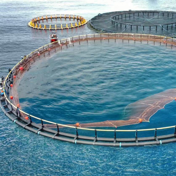 Soporte circular del cuello del doble de la jaula de los pescados del diámetro los 50m