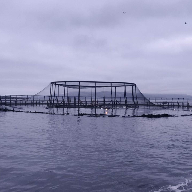 Ruedas de soporte de red para pájaros para jaula de peces para piscicultura de salmón