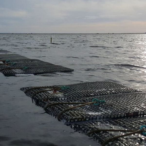 ¿Por qué anclas Stingray para el cultivo de ostras?