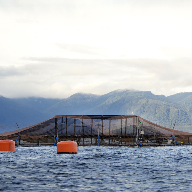 Ruedas de soporte de red para pájaros para jaula de peces para piscicultura de salmón