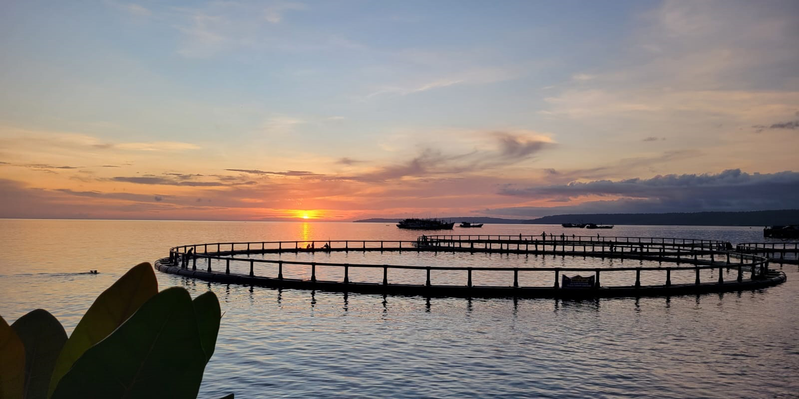 jaula para at&uacute;n de 50 m de di&aacute;metro