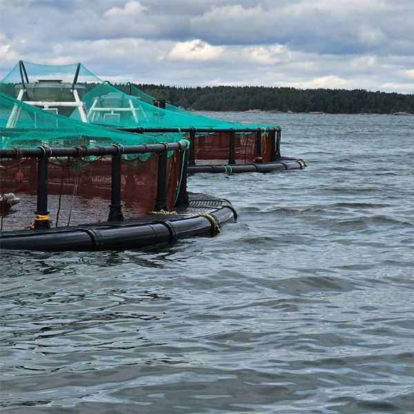 Jaula para peces de per&iacute;metro de 70m.